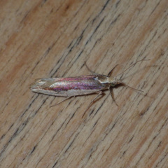 Ypsolopha parenthesella