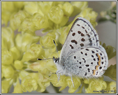Euphilotes battoides