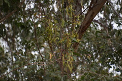 Muellerina eucalyptoides