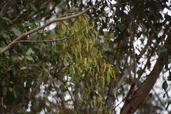 Muellerina eucalyptoides
