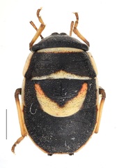 Trochiscocoris hemipterus