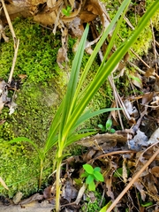 Pterostylis graminea