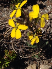 Erysimum perenne