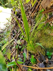 Pterostylis graminea
