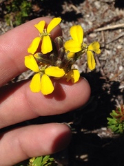 Erysimum perenne