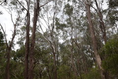 Eucalyptus moluccana
