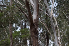 Eucalyptus moluccana