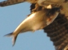 Dorosoma cepedianum