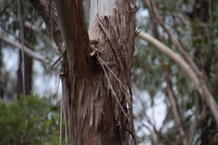 Eucalyptus moluccana