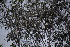 Eucalyptus moluccana