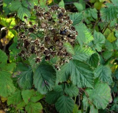 Rubus incurvatus