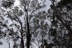 Eucalyptus moluccana