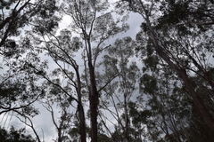 Eucalyptus moluccana