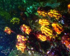 Pyura gibbosa
