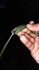 Phymatostetha deschampsi