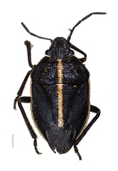 Agatharchus ponticus