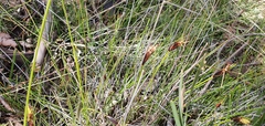 Ptilothrix deusta