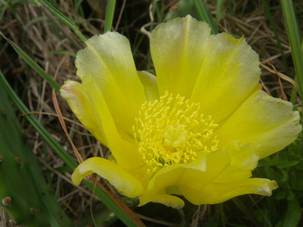 beach Texas pricklypear