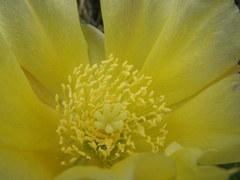 Opuntia bentonii