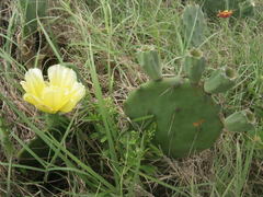 Opuntia bentonii