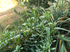 Tracheophyta