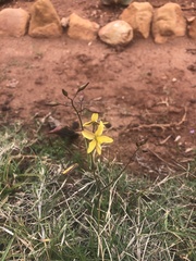 Cyanella lutea lutea