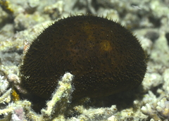 Actinopyga miliaris