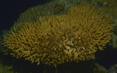 Acropora millepora