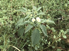 Physalis acutifolia