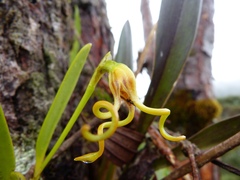 Masdevallia caudivolvula