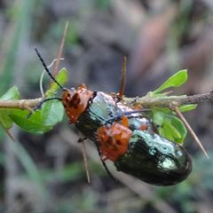 Lamprolina discoidalis