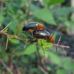 Lamprolina discoidalis