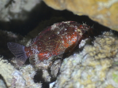 Scorpaenodes
