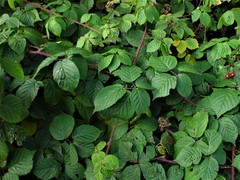 Rubus halsteadensis