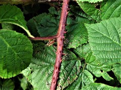 Rubus halsteadensis