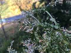 Rorippa