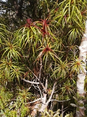 Dracophyllum elegantissimum