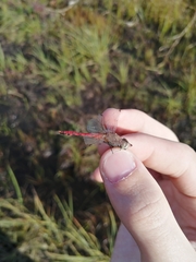 Sympetrum cordulegaster