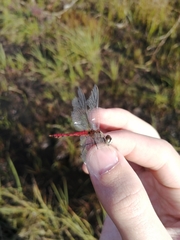 Sympetrum cordulegaster