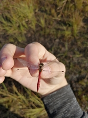 Sympetrum cordulegaster