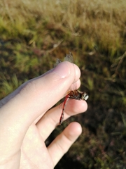 Sympetrum cordulegaster