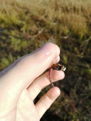 Sympetrum cordulegaster