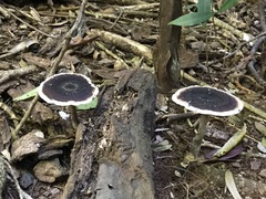 Sanguinoderma rugosum