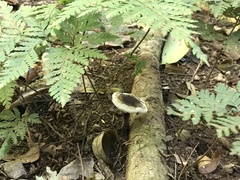 Sanguinoderma rugosum