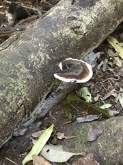 Sanguinoderma rugosum