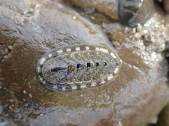 Sypharochiton