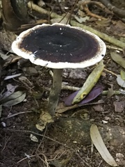 Sanguinoderma rugosum