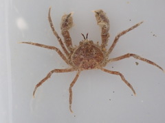 Halicarcinus whitei