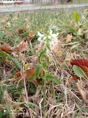 Stachys annua