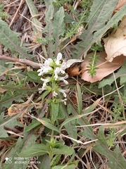 Stachys annua
